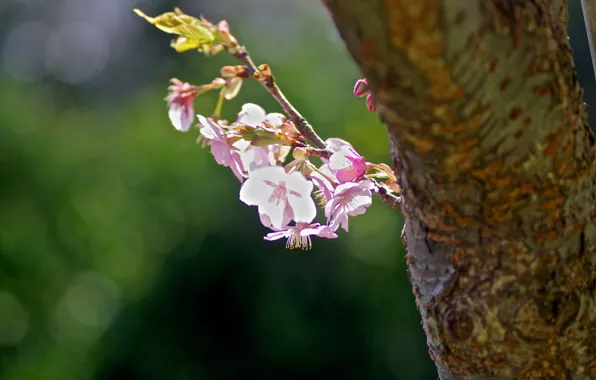 Sprig, the trunk of the tree, flowering in the spring