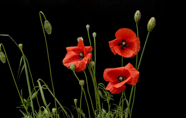Picture flowers, red, Maki, stem, black background, buds