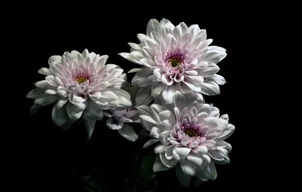 Flowers, nature, background