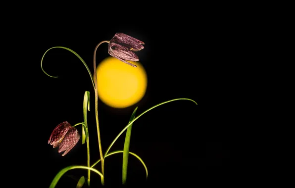 Flowers, nature, background