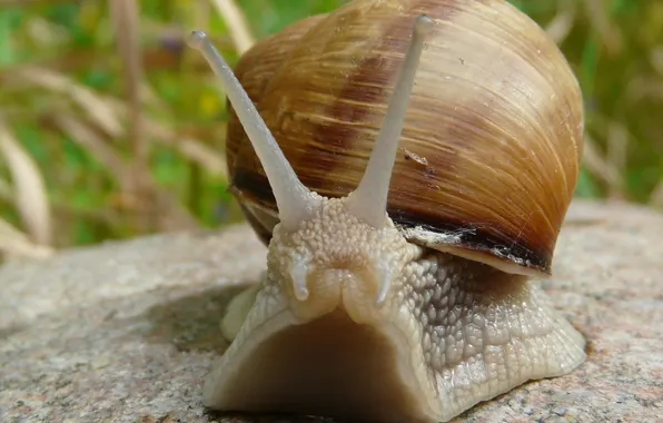 Picture stones, snail, sink, horn