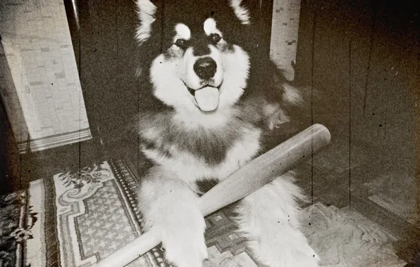 Bit, Alaskan Malamute, Yakut, Yakut Malamutes, Snow Carrousel Jackpot, vintage photo dog