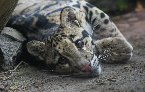Look, stay, predator, color, wild cat, clouded leopard