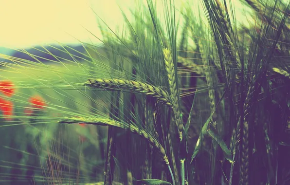 Picture wheat, Maki, blur, ears