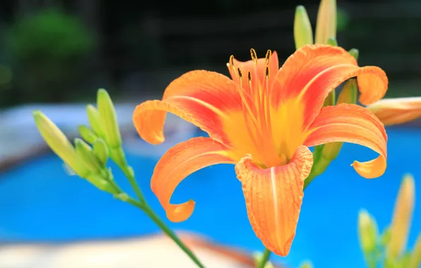 Macro, Lily, pool, petals