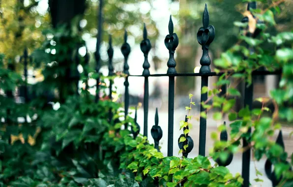 Picture leaves, macro, nature, the fence, fence, the fence, green, rods