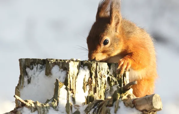 Winter, light, snow, nature, pose, stump, protein