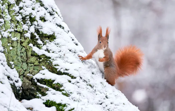 Winter, look, snow, nature, pose, tree, legs, protein