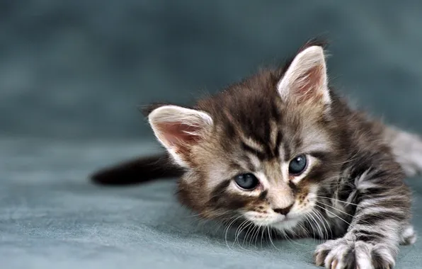 Picture Wallpaper, Cat, Tablets