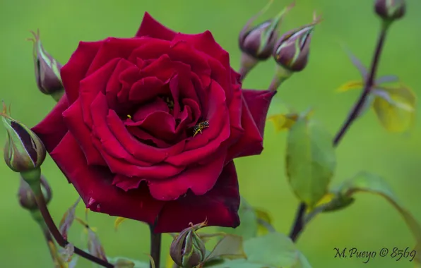 Picture red, background, OSA, roses, buds, scarlet