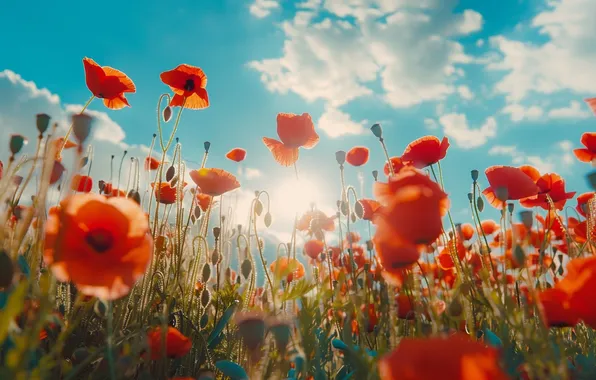 Field, summer, the sky, the sun, clouds, light, flowers, blue