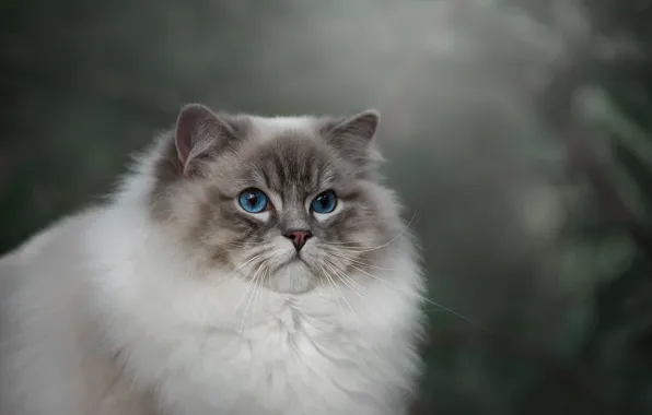 Cat, cat, look, nature, background, portrait, blue eyes, face