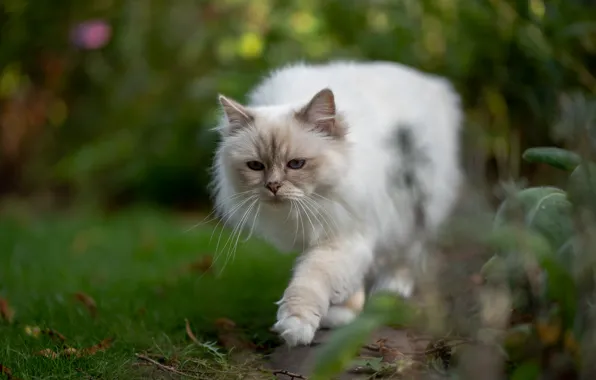 Picture greens, cat, white, summer, cat, look, pose, blur