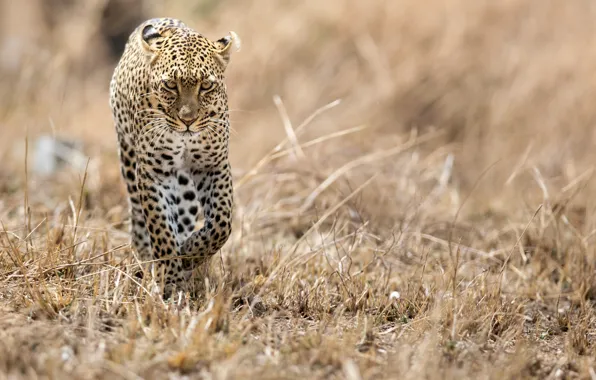 Cat, predator, leopard, Savannah, Africa