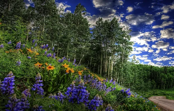 Picture ROAD, FOREST, GRASS, The SKY, CLOUDS, GREENS, FLOWERS, SPRING