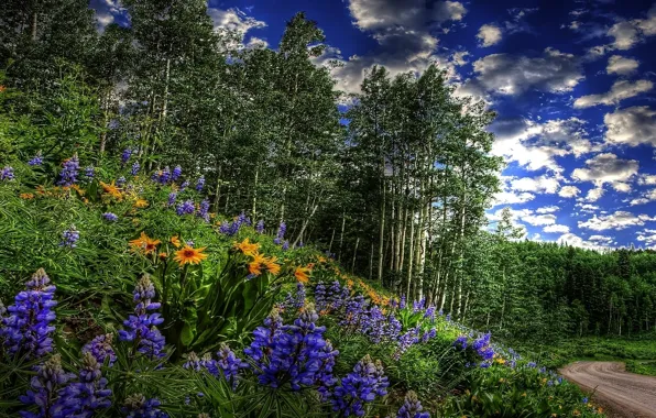 ROAD, FOREST, GRASS, The SKY, CLOUDS, GREENS, FLOWERS, SPRING