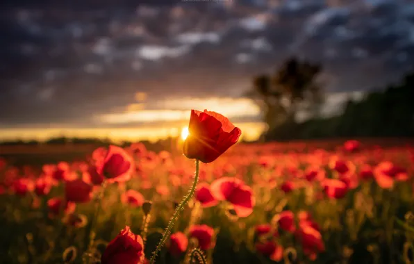 Sunset, Maki, the evening, meadow