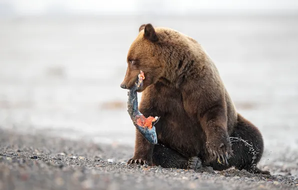 Pose, shore, fishing, fish, bear, sitting, pond, mining