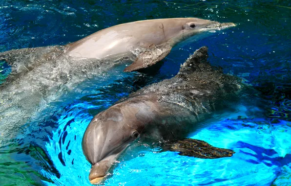 Picture sea, squirt, Dolphin, the game, pool, pair