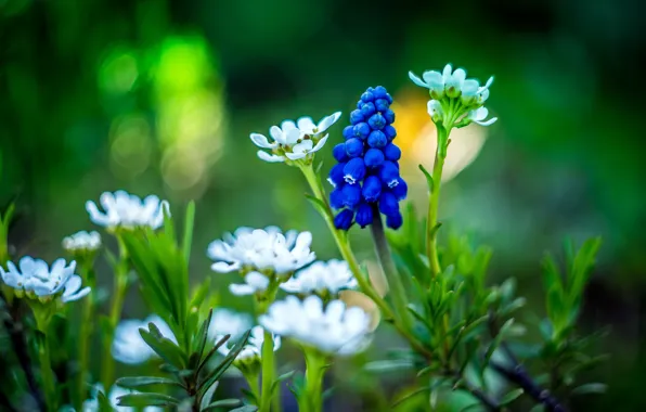 Picture flowers, blue, spring, garden, white, green background, bokeh, Muscari