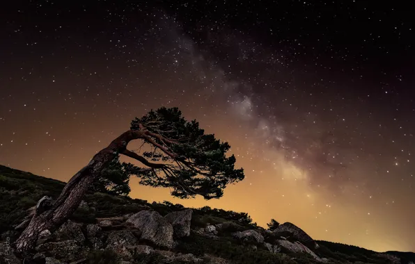 Picture stars, night, stones, tree, rocks, the milky way