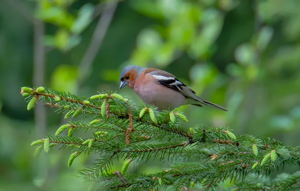 Forest, nature, bird, spruce, spring, Chaffinch