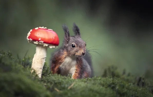 Nature, animal, mushrooms, moss, mushroom, protein, animal, rodent