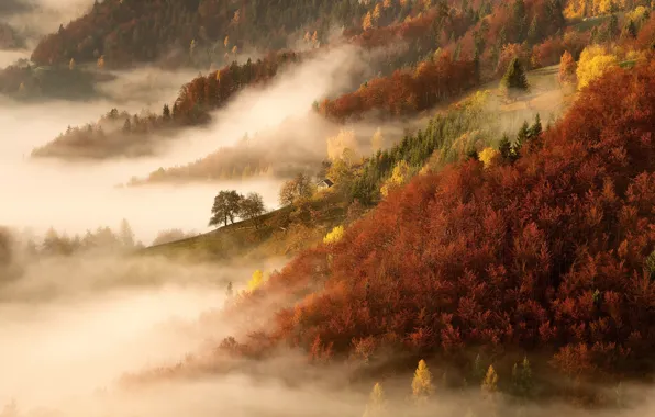 Picture autumn, forest, trees, nature, fog, morning