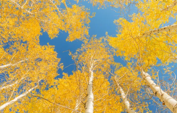 Picture autumn, leaves, nature, foliage, autumn leaves
