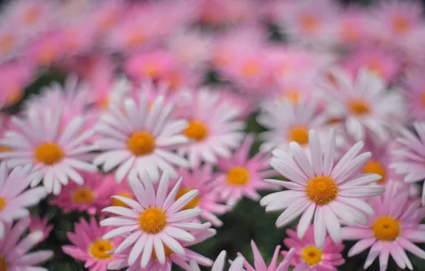 Picture petals, garden, Daisy, flowerbed