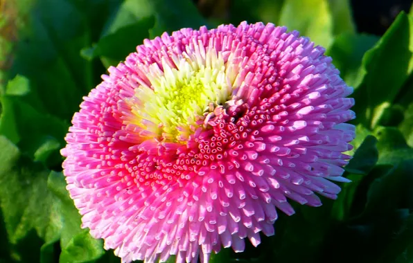 Picture flowers, pink, Daisy