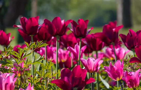 Leaves, light, flowers, blur, spring, garden, tulips, pink