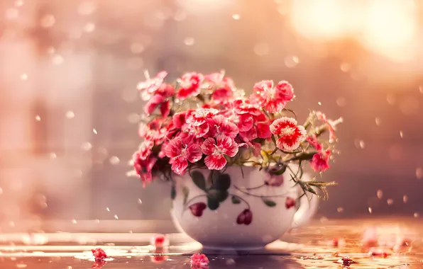 Water, drops, macro, flowers, petals, Cup, clove