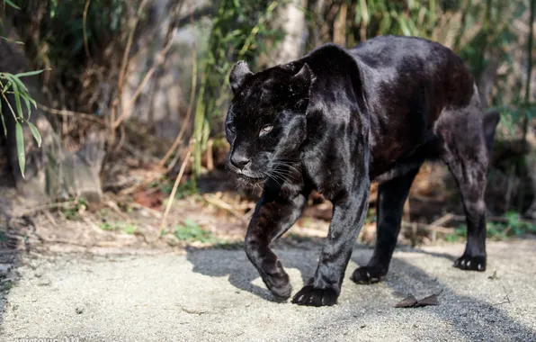 Predator, Panther, walk, wild cat, black Jaguar
