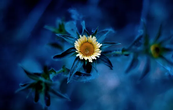 Picture flower, background, plant, blur