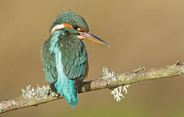 Branches, bird, sitting, Kingfisher