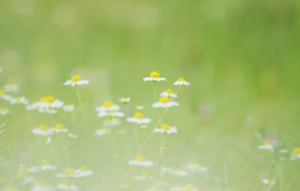 Greens, summer, flowers, nature, glade, tenderness, chamomile, blur