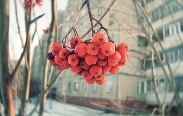 Picture winter, berries, Rowan