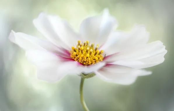 Flowers, nature, petals