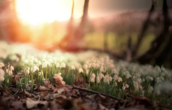 Leaves, the sun, trees, flowers, morning, day, leaves, flowers