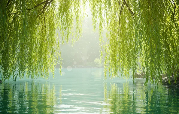 Water, branches, lake, Wallpaper, shore, wallpaper, water, lake