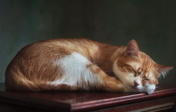 Picture cat, cat, pose, sleep, sleeping, lies, red, chest