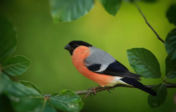 Leaves, bird, branch, bullfinch, green background