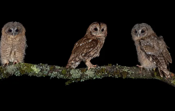 Birds, branch, three, black background, owls, trio
