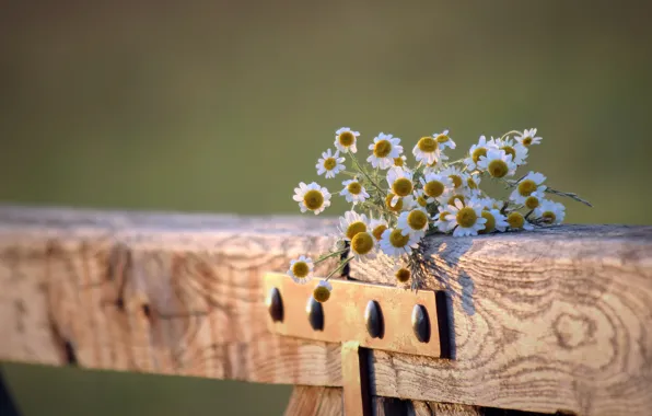 Background, the fence, chamomile