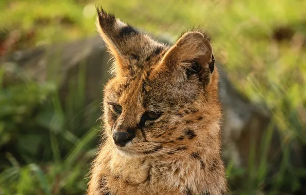 Picture face, predator, ears, wild cat, Serval