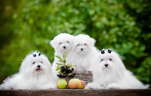 Dogs, berries, apples, puppies, Quartet