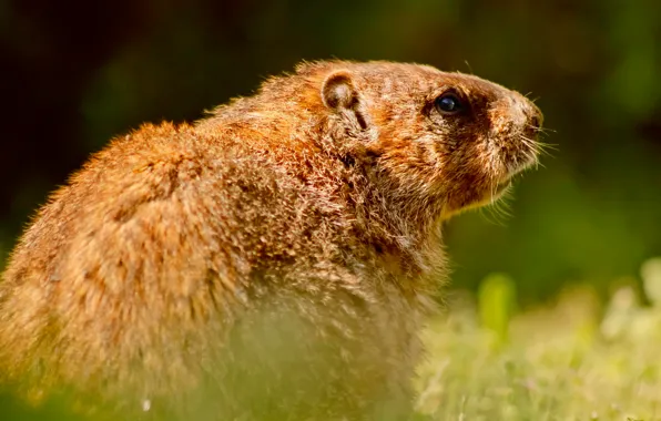 Marmot, wildlife, rodent