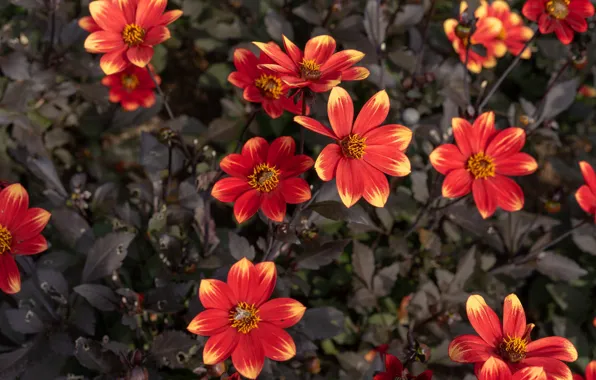 Flowers, garden, red, flowerbed, dahlias