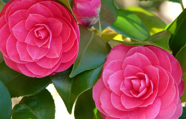 Greens, flowers, freshness, Bud, Camellia, luster leaf, bright pink petals, Camellia Closeup